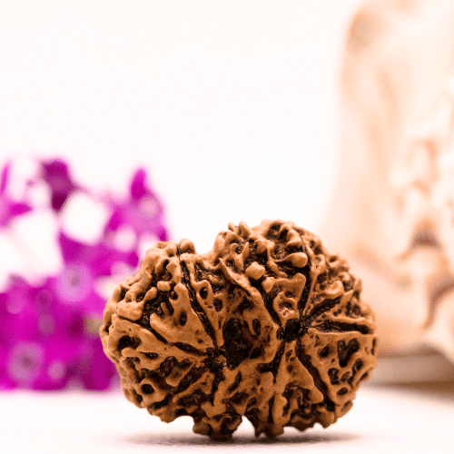 9 Mukhi Nepali Rudraksha - Collector