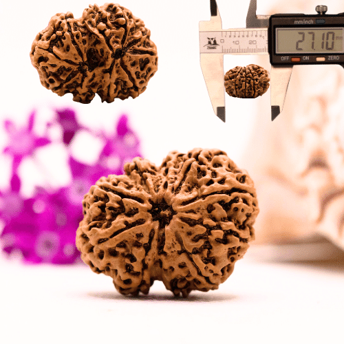 9 Mukhi Nepali Rudraksha - Collector