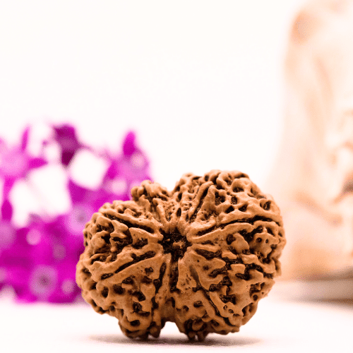 9 Mukhi Nepali Rudraksha - Collector