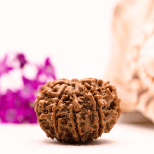 9 Mukhi Nepali Rudraksha - Collector