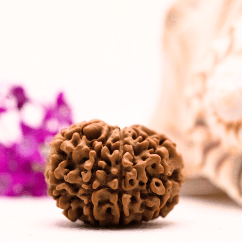 9 Mukhi Nepali Rudraksha - Collector