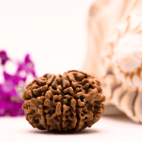 9 Mukhi Nepali Rudraksha - Collector