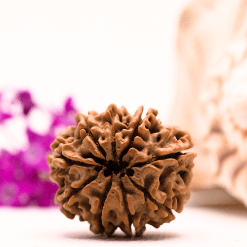 9 Mukhi Nepali Rudraksha - Collector