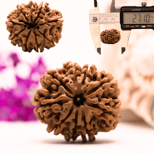 9 Mukhi Nepali Rudraksha - Collector