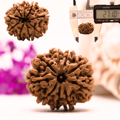 9 Mukhi Nepali Rudraksha - Collector