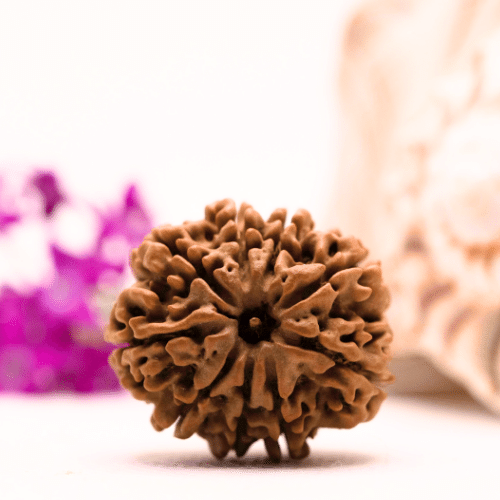 9 Mukhi Nepali Rudraksha - Collector