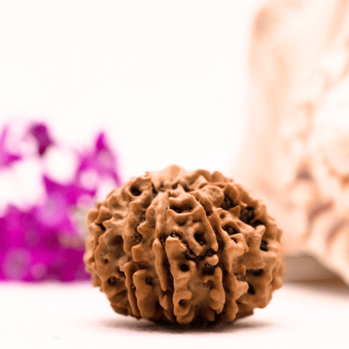 9 Mukhi Nepali Rudraksha - Collector