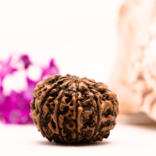 9 Mukhi Nepali Rudraksha - Collector