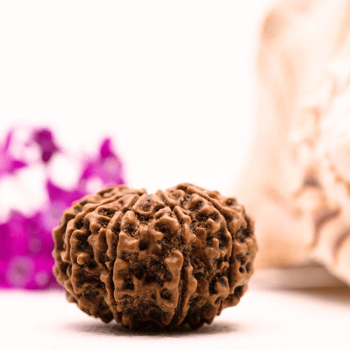 9 Mukhi Nepali Rudraksha - Collector