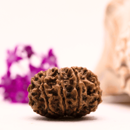 9 Mukhi Nepali Rudraksha - Collector
