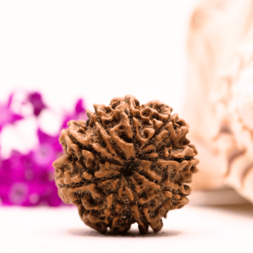 9 Mukhi Nepali Rudraksha - Collector