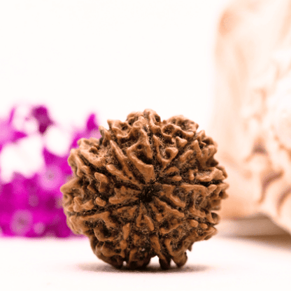 9 Mukhi Nepali Rudraksha - Collector