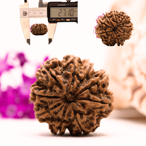 9 Mukhi Nepali Rudraksha - Collector