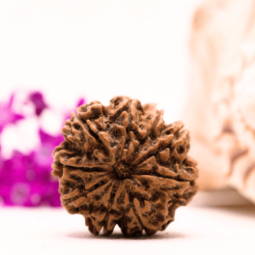 9 Mukhi Nepali Rudraksha - Collector