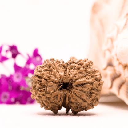 9 Mukhi Nepali Rudraksha - Collector