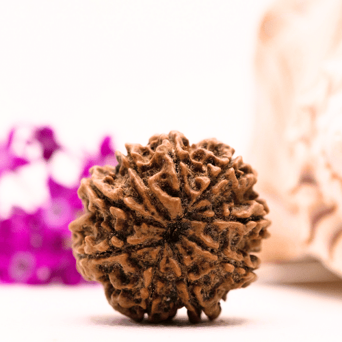9 Mukhi Nepali Rudraksha - Collector