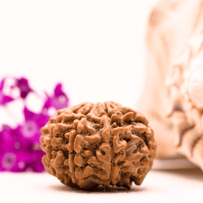 9 Mukhi Nepali Rudraksha - Collector