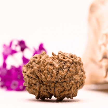 9 Mukhi Nepali Rudraksha - Collector