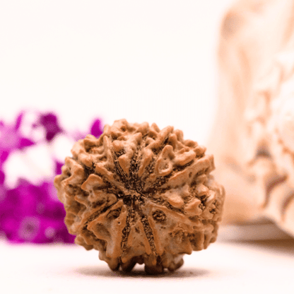 9 Mukhi Nepali Rudraksha - Collector