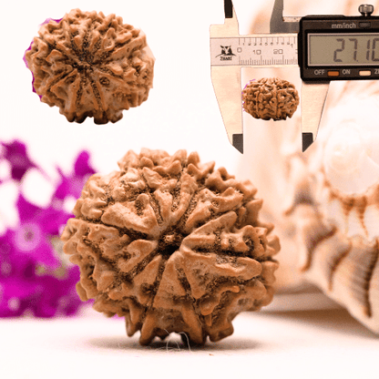 9 Mukhi Nepali Rudraksha - Collector