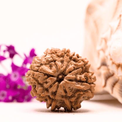 9 Mukhi Nepali Rudraksha - Collector