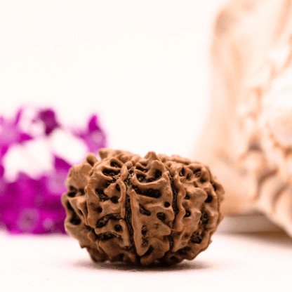 9 Mukhi Nepali Rudraksha - Collector