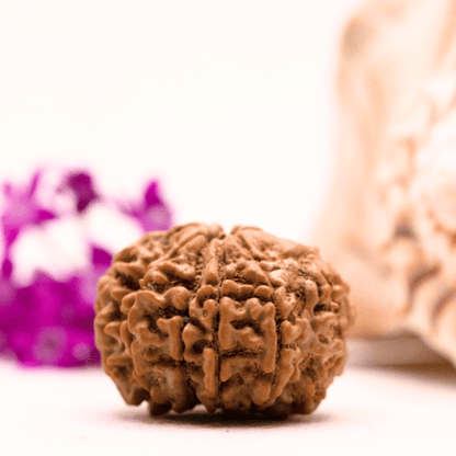9 Mukhi Nepali Rudraksha - Collector