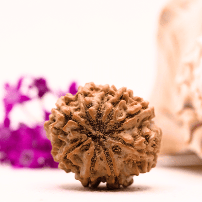 9 Mukhi Nepali Rudraksha - Collector