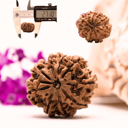 9 Mukhi Nepali Rudraksha - Collector
