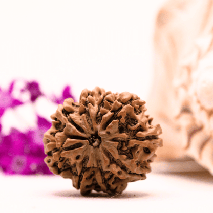 9 Mukhi Nepali Rudraksha - Collector