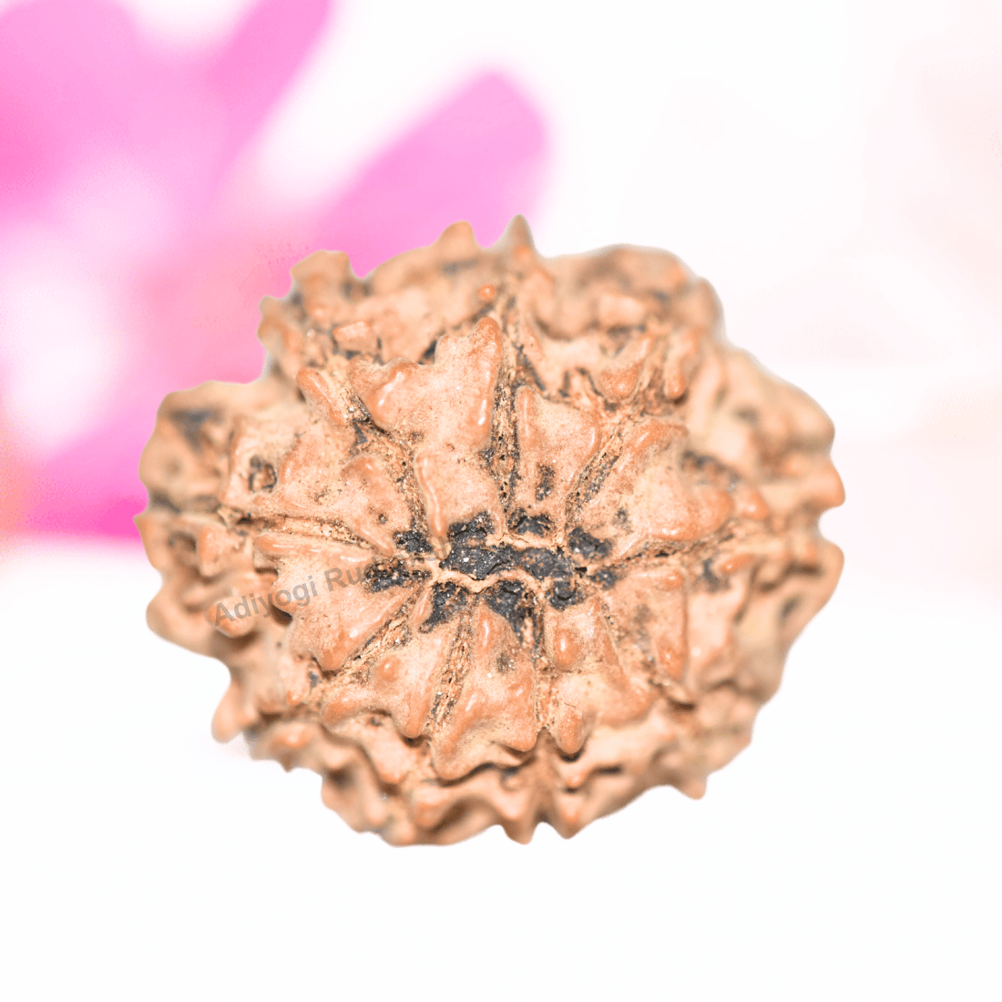 9 Mukhi Nepali Rudraksha - Collector
