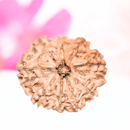 9 Mukhi Nepali Rudraksha - Collector
