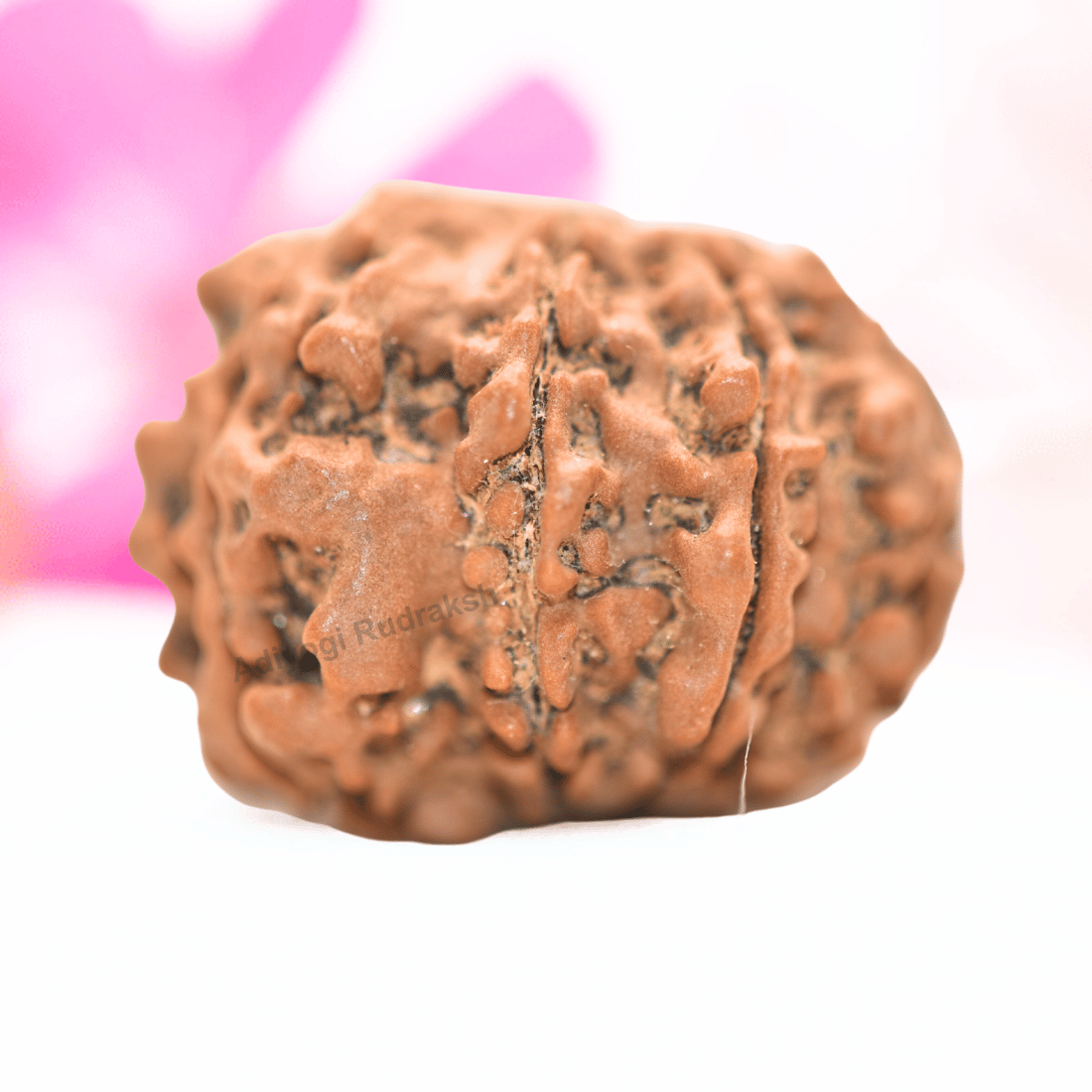 9 Mukhi Nepali Rudraksha - Collector