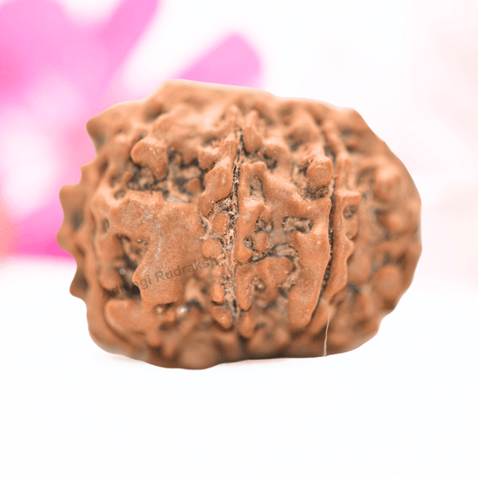9 Mukhi Nepali Rudraksha - Collector