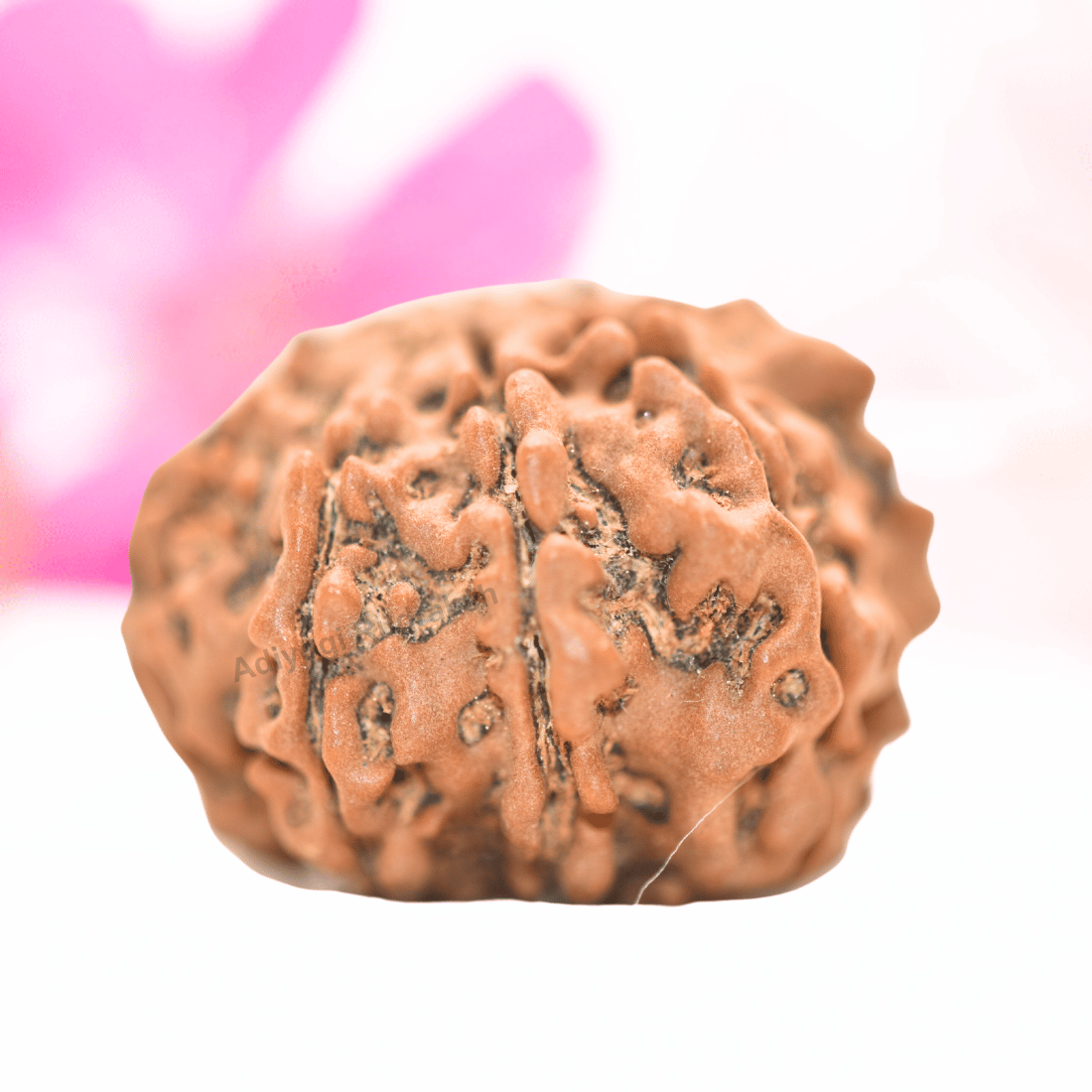 9 Mukhi Nepali Rudraksha - Collector