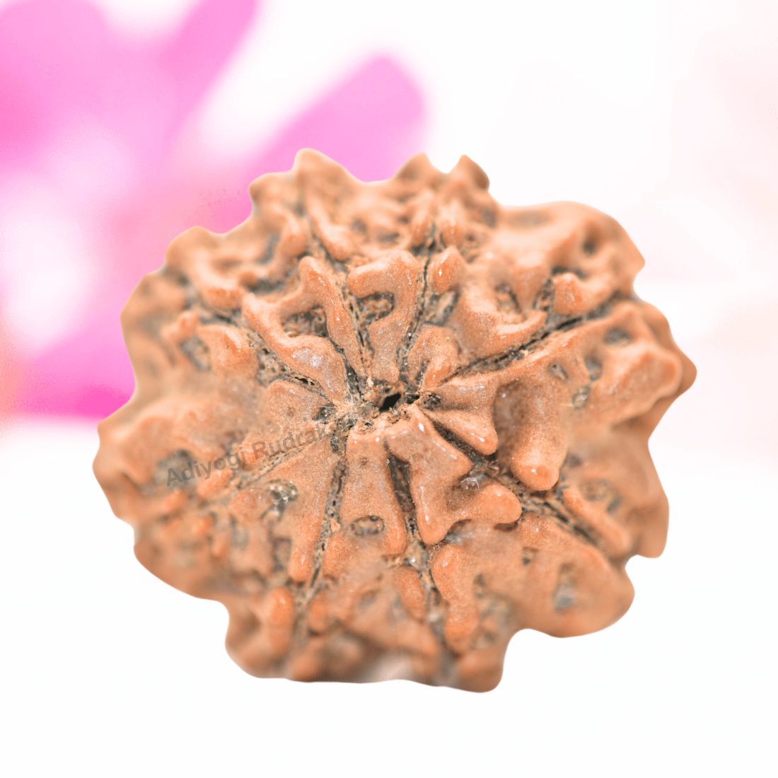 9 Mukhi Nepali Rudraksha - Collector