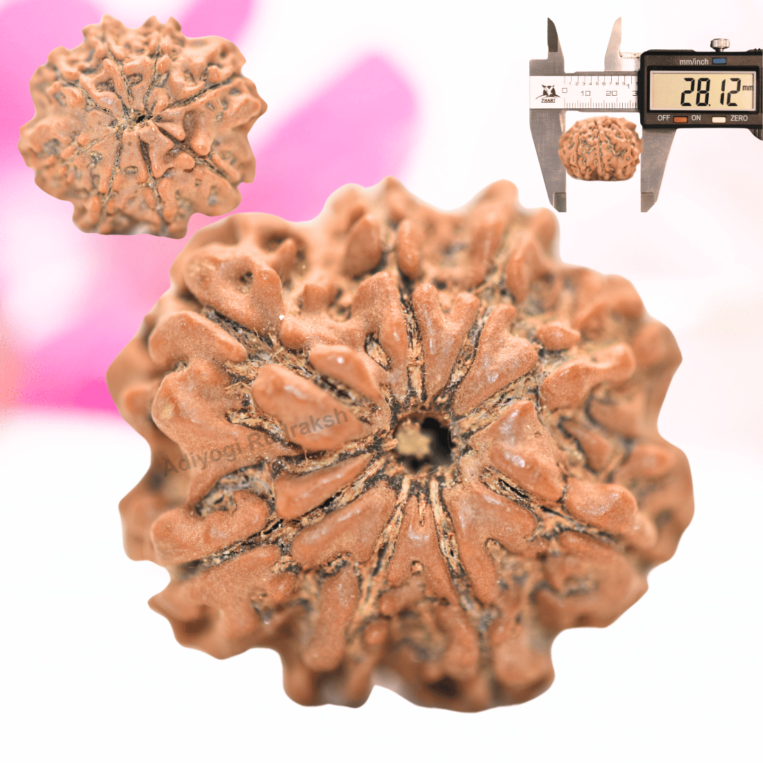 9 Mukhi Nepali Rudraksha - Collector