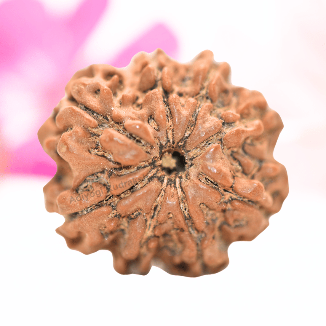 9 Mukhi Nepali Rudraksha - Collector