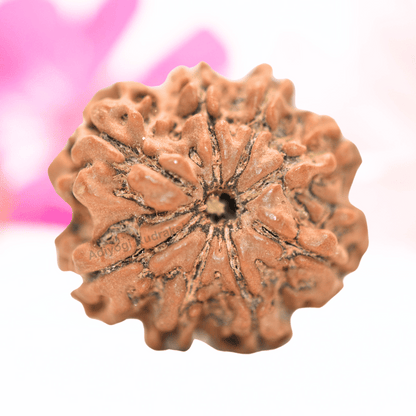 9 Mukhi Nepali Rudraksha - Collector