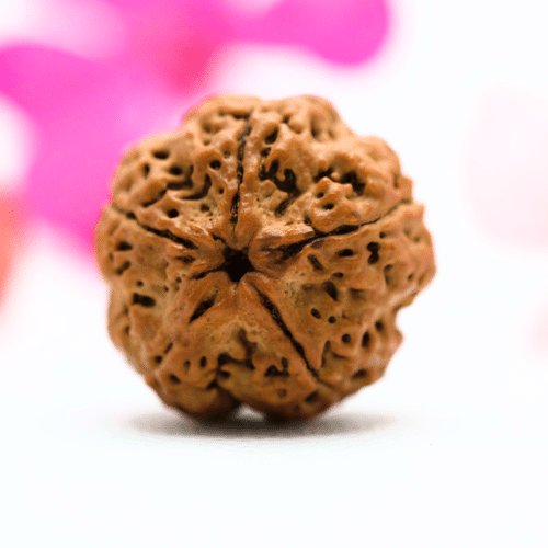 5 Mukhi Nepali Rudraksha - Large