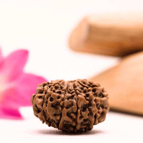 9 Mukhi Nepali Rudraksha - Large