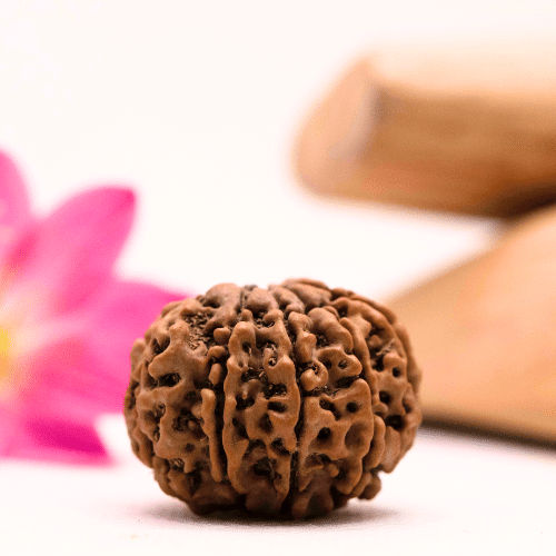 9 Mukhi Nepali Rudraksha - Large