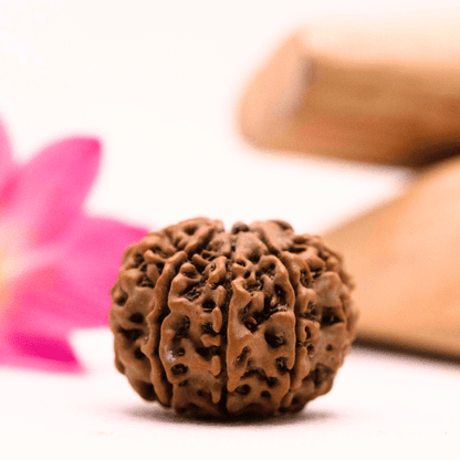 9 Mukhi Nepali Rudraksha - Large