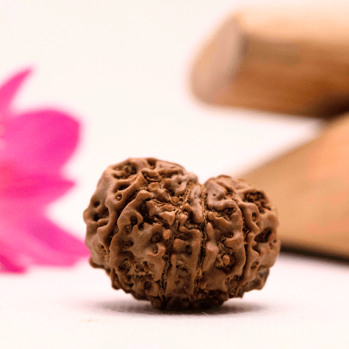 9 Mukhi Nepali Rudraksha - Large