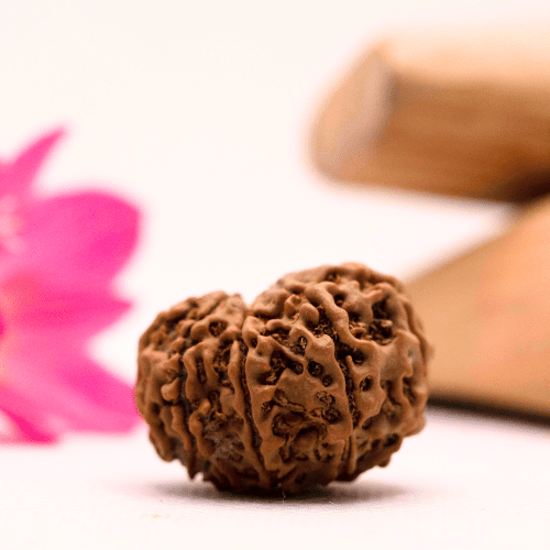 9 Mukhi Nepali Rudraksha - Large