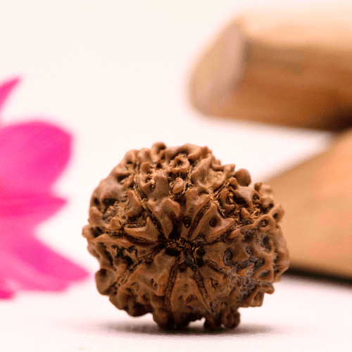 9 Mukhi Nepali Rudraksha - Large