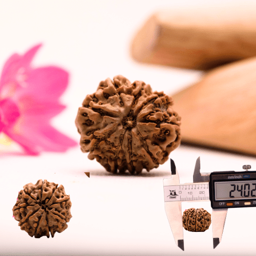 9 Mukhi Nepali Rudraksha - Large