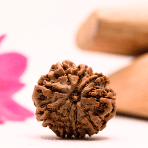 9 Mukhi Nepali Rudraksha - Large