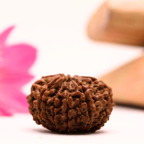 9 Mukhi Nepali Rudraksha - Large