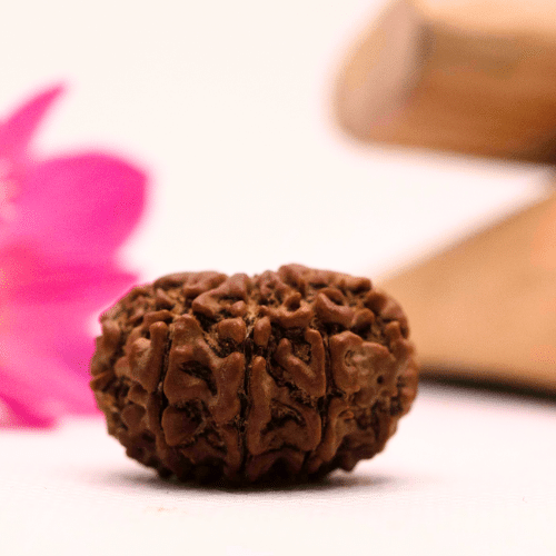9 Mukhi Nepali Rudraksha - Large